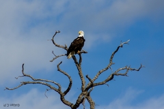 Haliaeetus leucocephalus