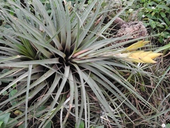 Tillandsia flavobracteata