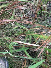 Lycopodiella