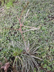 Tillandsia limbata