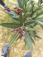 Nerium oleander