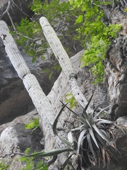 Cephalocereus apicicephalium