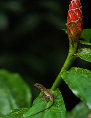 Anolis limifrons