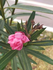 Nerium oleander