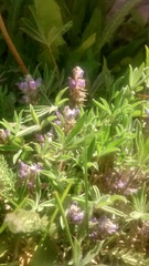 Lupinus lepidus utahensis