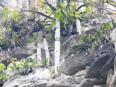 Cephalocereus apicicephalium