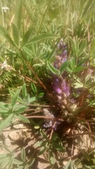 Lupinus lepidus utahensis