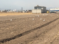 Bubulcus ibis