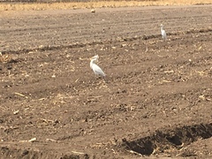Bubulcus ibis