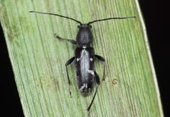 Chlorophorus sartor