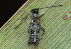 Chlorophorus sartor