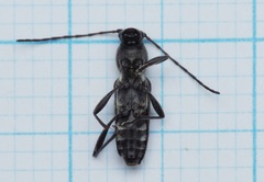 Chlorophorus sartor