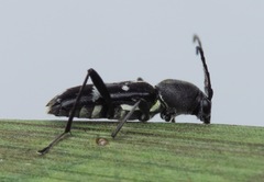 Chlorophorus sartor
