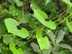 Cyclanthera steyermarkii