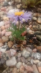 Erigeron pinnatisectus