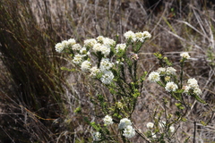 Agathosma hirta