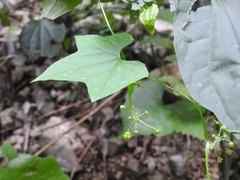 Echinopepon racemosus