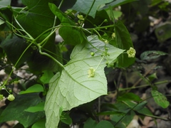 Echinopepon racemosus