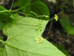 Echinopepon racemosus