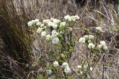 Agathosma hirta