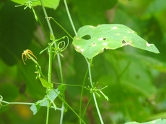 Rytidostylis gracilis