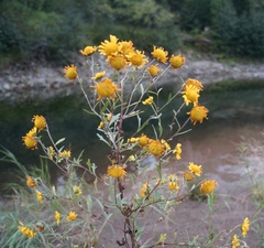 Tridactylina kirilowii