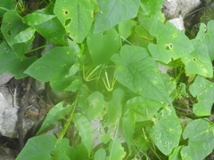 Rytidostylis gracilis