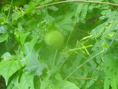 Rytidostylis gracilis