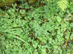Waldsteinia ternata