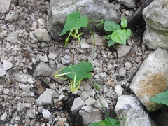 Rytidostylis gracilis