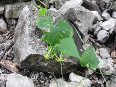 Rytidostylis gracilis