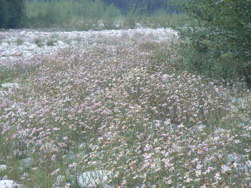 Chrysanthemum zawadskii iNat (3)