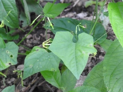 Rytidostylis gracilis