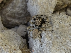 Plexippoides gestroi