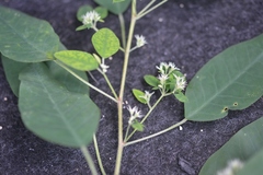 Euphorbia segoviensis