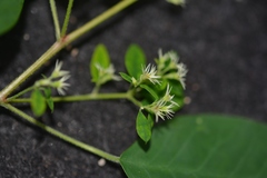 Euphorbia segoviensis