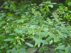 Euphorbia segoviensis