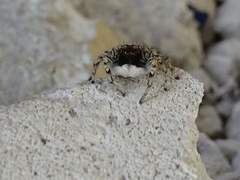 Plexippoides gestroi