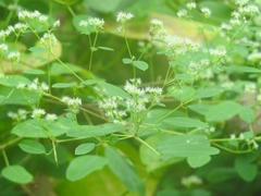 Euphorbia segoviensis