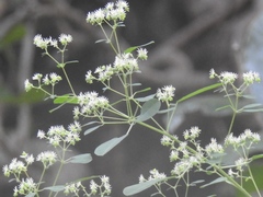 Euphorbia segoviensis