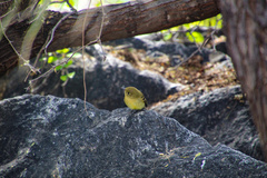 Empidonax difficilis cineritius