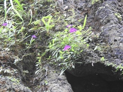 Achimenes cettoana
