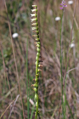 Spiranthes brevilabris var. floridana image