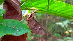 Carystoides lebbaeus