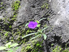 Achimenes cettoana