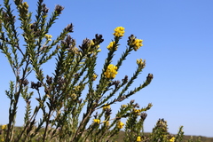 Liparia hirsuta