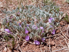 Astragalus sericoleucus