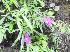 Achimenes cettoana
