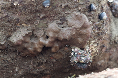 Eudistoma psammion