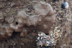 Eudistoma psammion